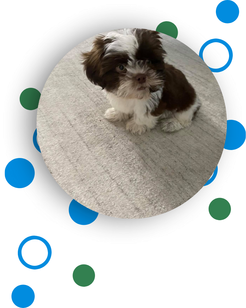 Pet Odor Removal in Manor Creek KY