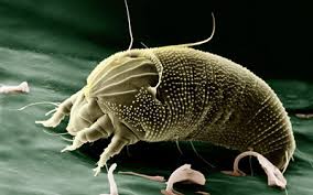 Dust Mites in Carpets