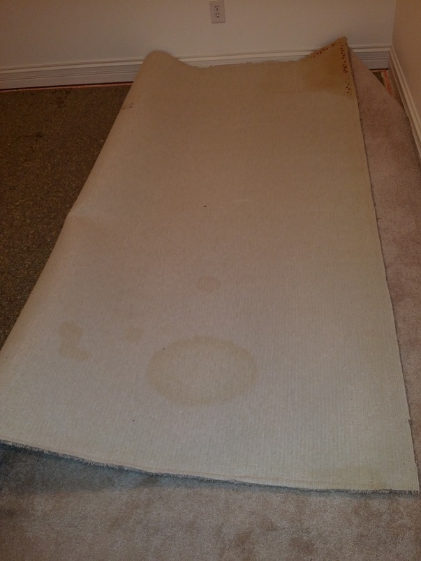 Picture of carpet with Pet urine contamination on the backing