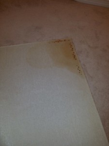 Picture of carpet with pet contamination, urine