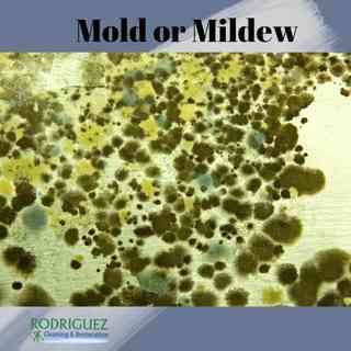 Damage from Mold and Mildew Louisville KY