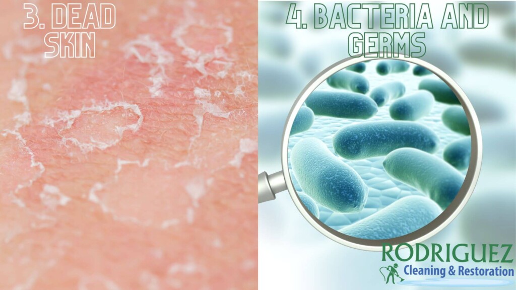 Dead Skin Bacteria And Germs Louisville KY