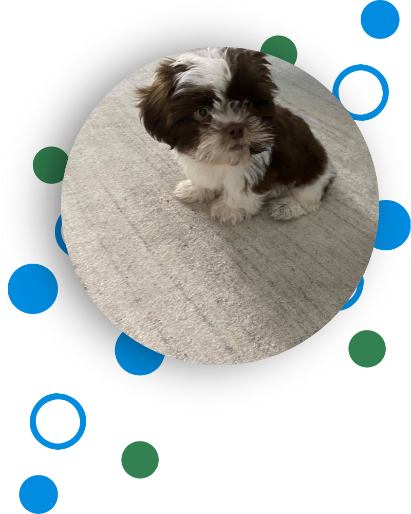 Pet Odor Removal in Briarwood KY