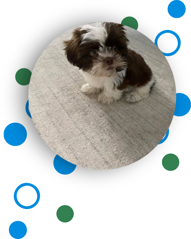 Pet Odor Removal in Hills and Dales KY