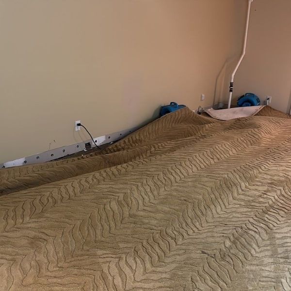 Carpet Cleaning Results